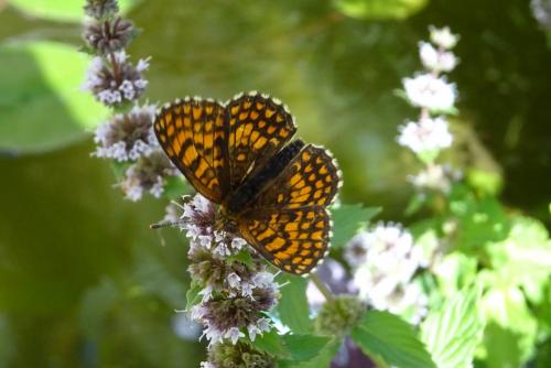 Melitaea athalia